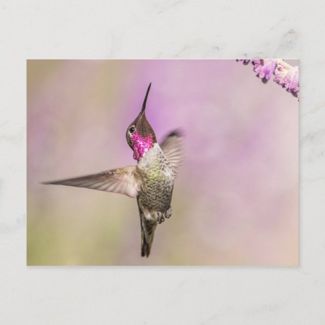 Pink Hummingbird Posing in Flight Postcard (Front)