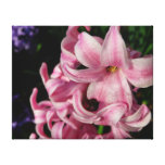 Pink Hyacinth Beautiful Spring Flower Canvas Print