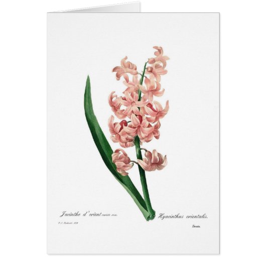 Pink Hyacinth Cards (Front)