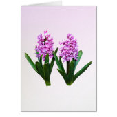 Pink Hyacinth Duo (Front)