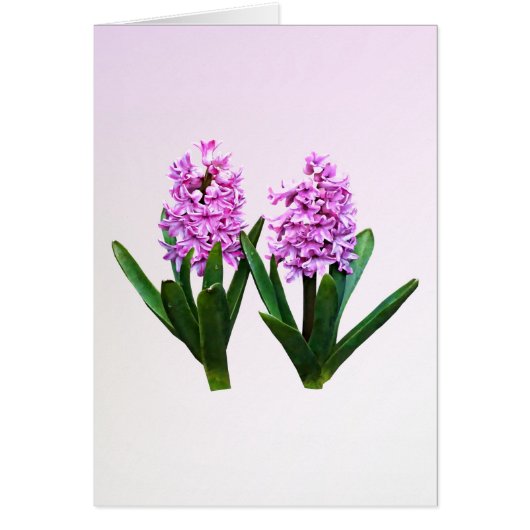 Pink Hyacinth Duo Cards (Front)