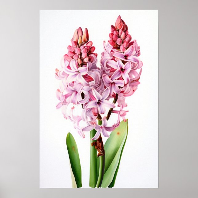 Pink Hyacinth Flower Art Print Poster (Front)