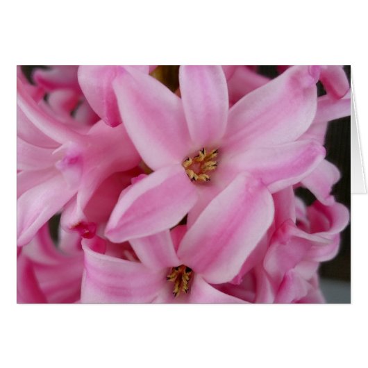 pink hyacinth flower cards (Front Horizontal)