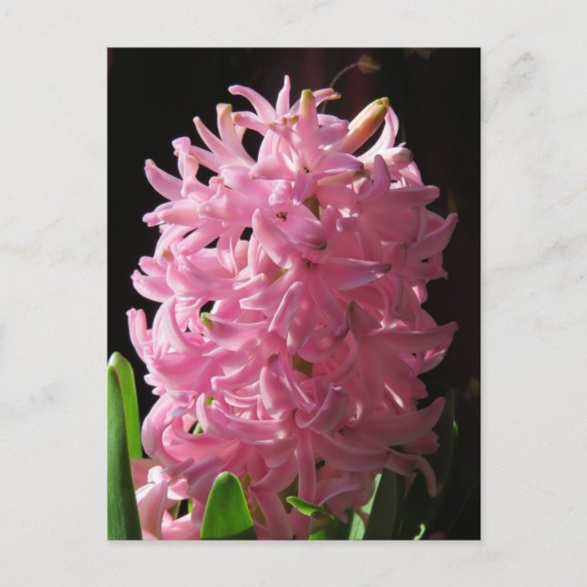 Pink Hyacinth Flower Postcard (Front)