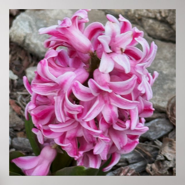 Pink Hyacinth Flowers Photo Poster (Front)