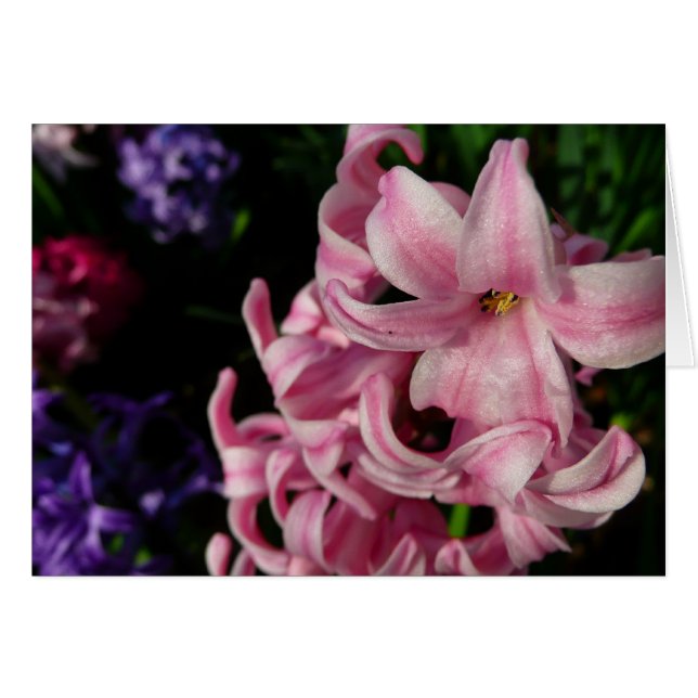 Pink Hyacinth Spring Floral Cards (Front Horizontal)