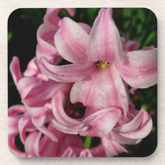 Pink Hyacinth Spring Floral Drink Coaster (Front)