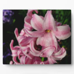 Pink Hyacinth Spring Floral Plaque