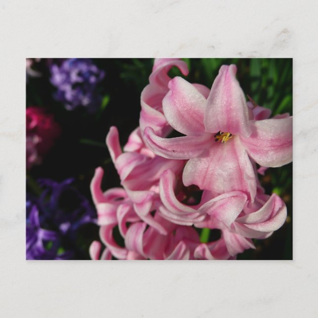 Pink Hyacinth Spring Floral Postcard (Front)
