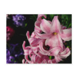 Pink Hyacinth Spring Floral Postcard