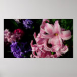 Pink Hyacinth Spring Floral Poster