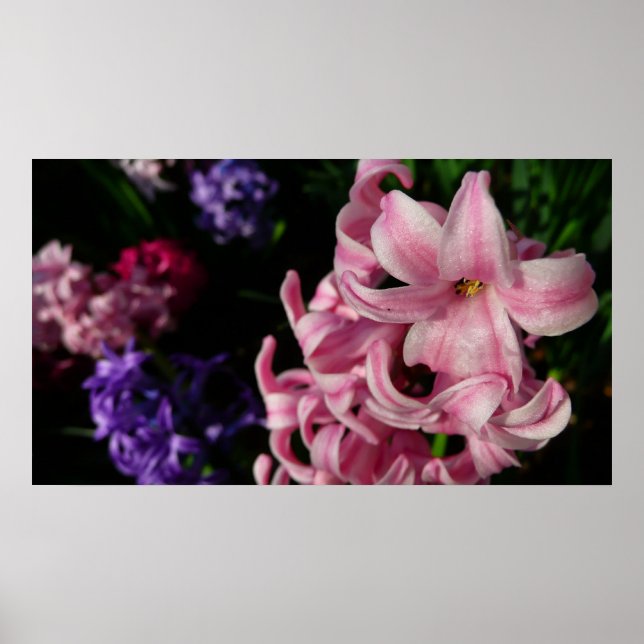 Pink Hyacinth Spring Floral Poster (Front)