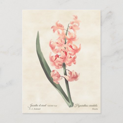 Pink Hyacinth Vintage Botanical Illustration Postcard