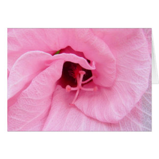 Pink Hybiscus Cards