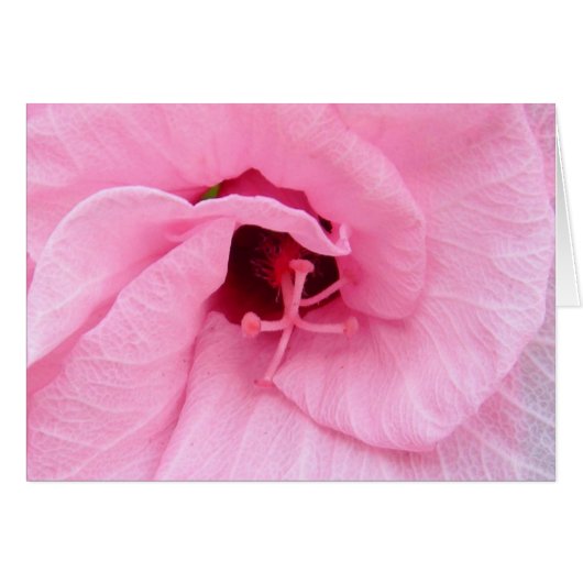 Pink Hybiscus Cards (Front Horizontal)