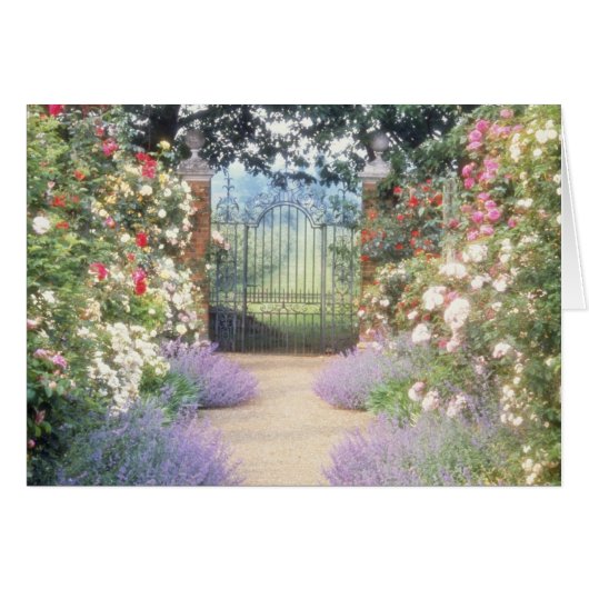 Pink Hybrid Rose-Lined Path To Gate, Underplanted Cards (Front Horizontal)