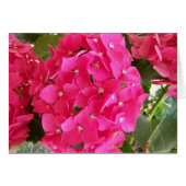 Pink Hydrangea (Front Horizontal)