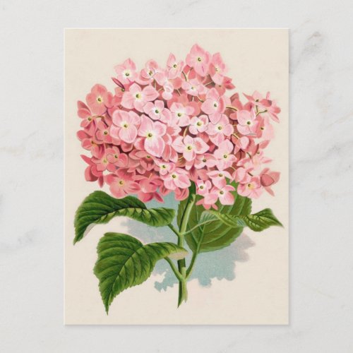 Pink Hydrangea Botanical Print Postcard