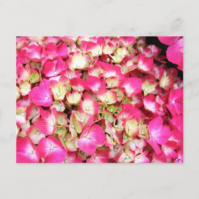Pink Hydrangea Bouquet Postcard (Front)