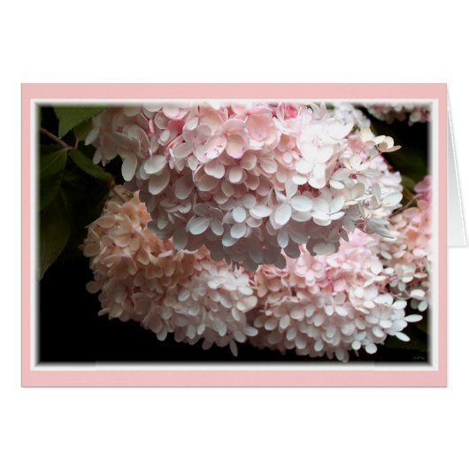Pink Hydrangea Bushes Cards (Front Horizontal)