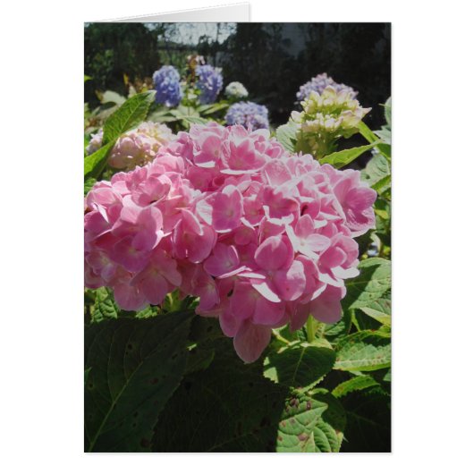Pink Hydrangea Cards (Front)