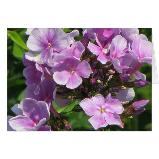 pink hydrangea cards (Front Horizontal)
