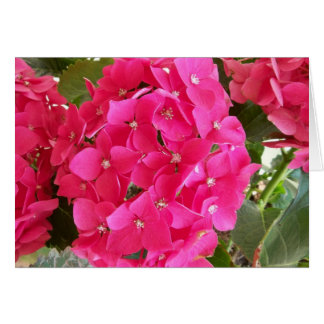 Pink Hydrangea Cards