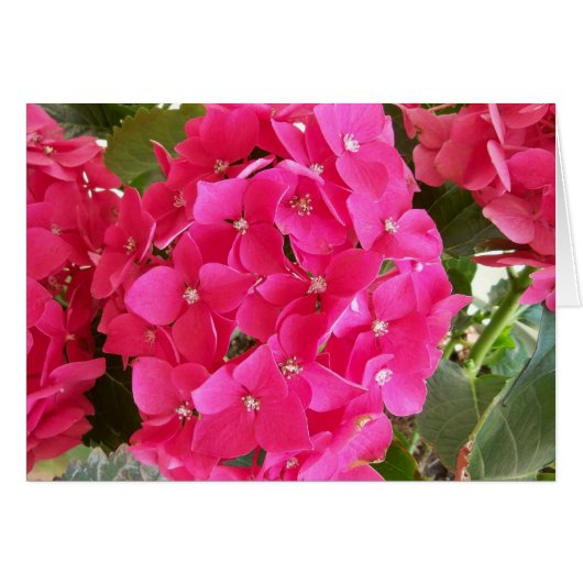 Pink Hydrangea Cards (Front Horizontal)