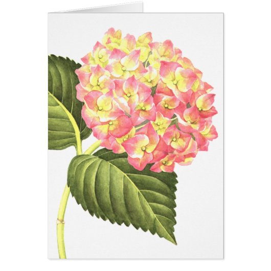 Pink Hydrangea Cards (Front)