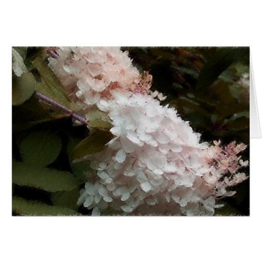 Pink Hydrangea Cards (Front Horizontal)