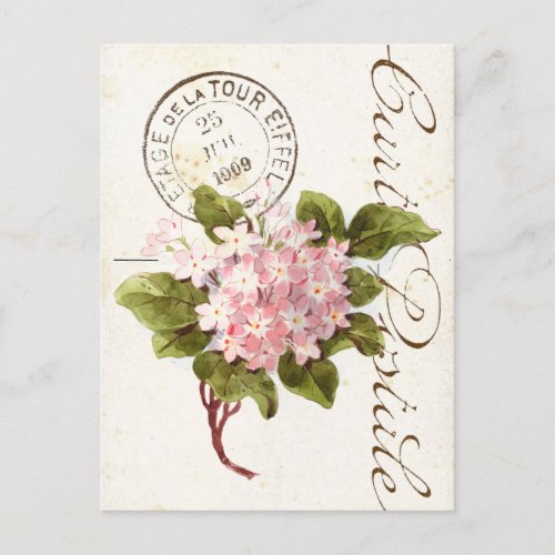 Pink Hydrangea Carte Postale Flower Vintage French Postcard