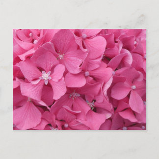 Pink Hydrangea Close Up DIY Postcard