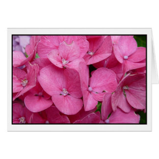 Pink Hydrangea closeup Cards