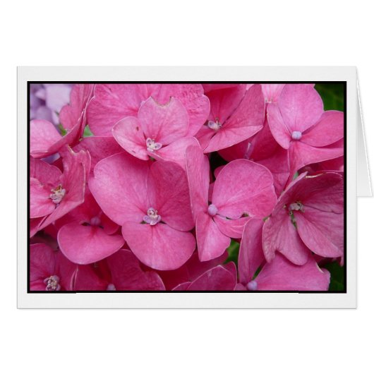 Pink Hydrangea closeup Cards (Front Horizontal)
