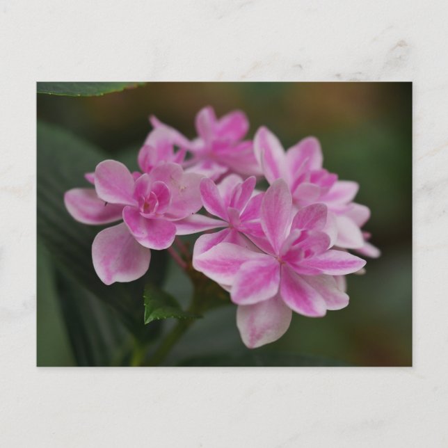 Pink Hydrangea Flower Postcard (Front)