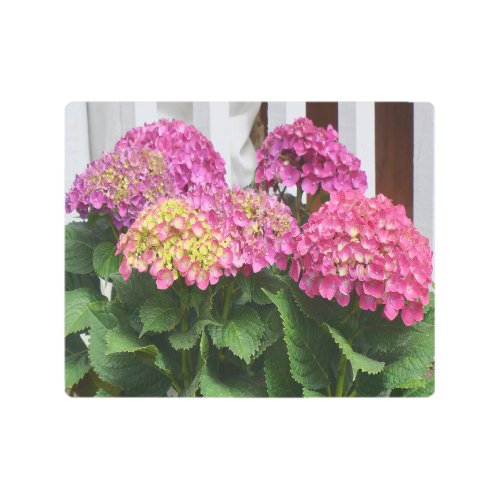 Pink Hydrangea Flowers 10 x 8 Metal Print