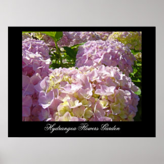 Pink Hydrangea Flowers art prints Botanical