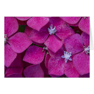 Pink Hydrangea Flowers Cards