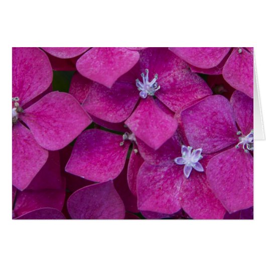 Pink Hydrangea Flowers Cards (Front Horizontal)