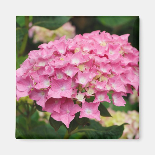 Pink hydrangea flowers magnet (Front)