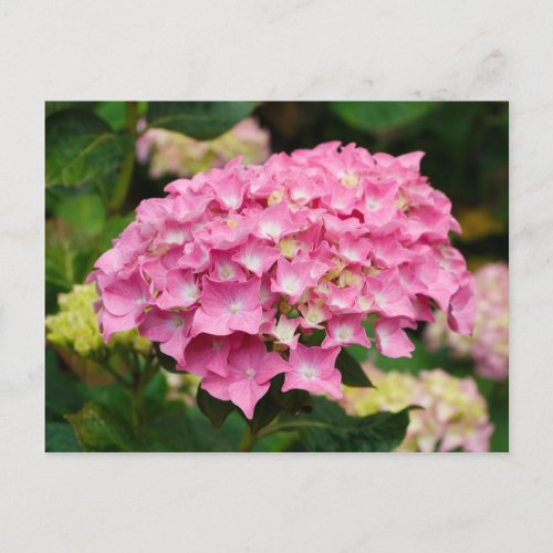 Pink hydrangea flowers postcard