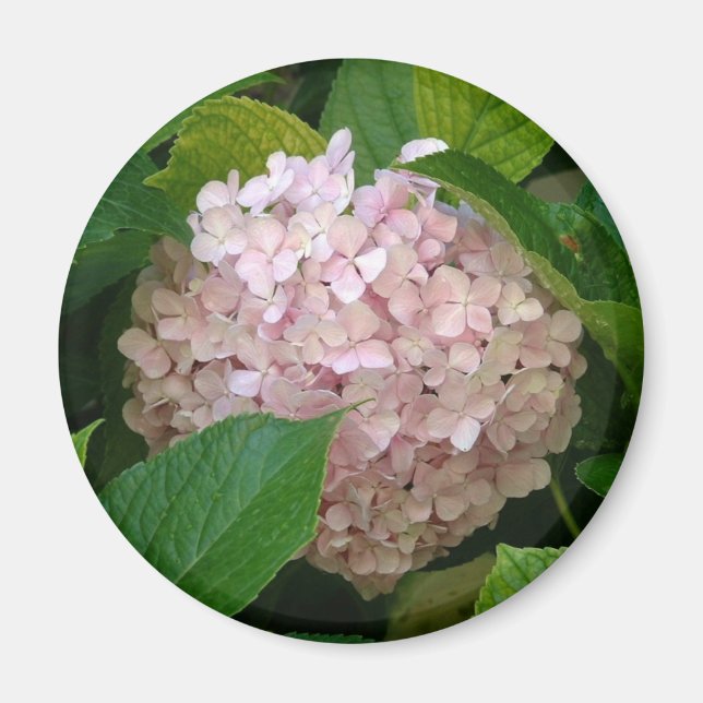 Pink hydrangea magnet (Front)