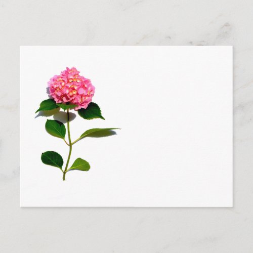 Pink hydrangea pink floral pink flower postcard