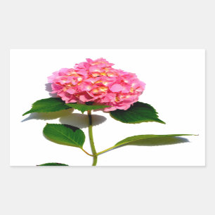 Pink hydrangea pink floral pink flower rectangular sticker
