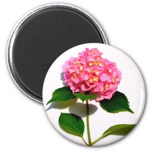 Pink hydrangea pink flower pink floral magnet