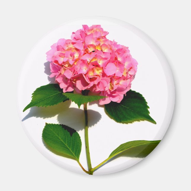 Pink hydrangea pink flower pink floral magnet (Front)