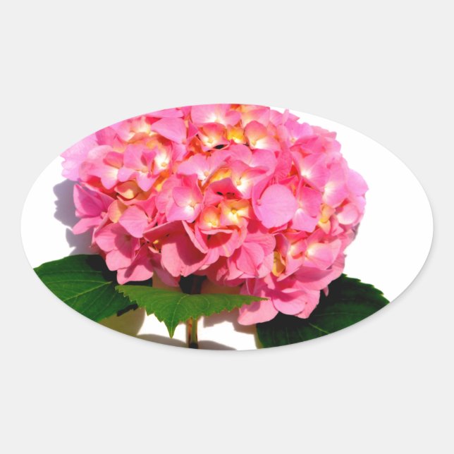 Pink Hydrangea pink flower pink floral Oval Sticker (Front)