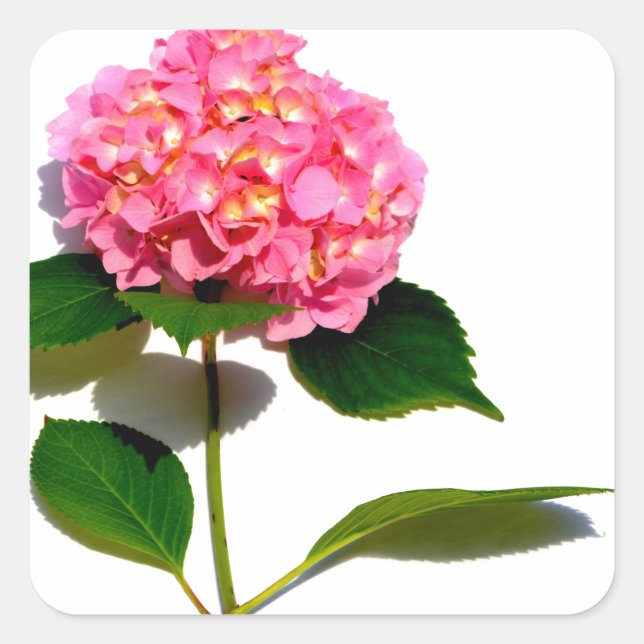 Pink Hydrangea pink flower pink floral Square Sticker (Front)