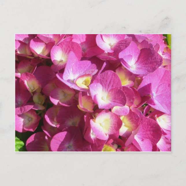 Pink Hydrangea postcard (Front)