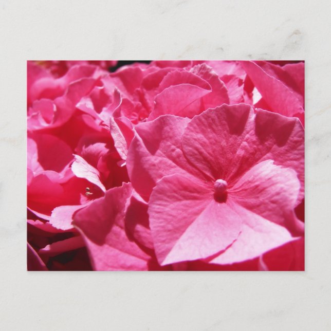 Pink Hydrangea Postcard (Front)